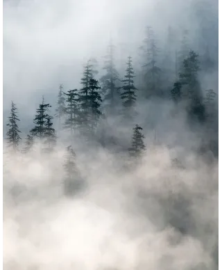 Zamglony las - plakat