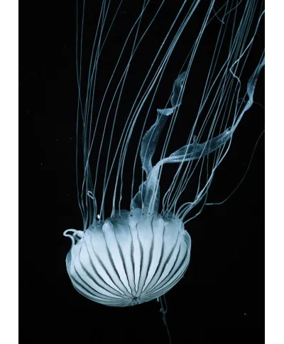 Meduza - plakat