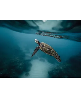 Żółw morski - plakat