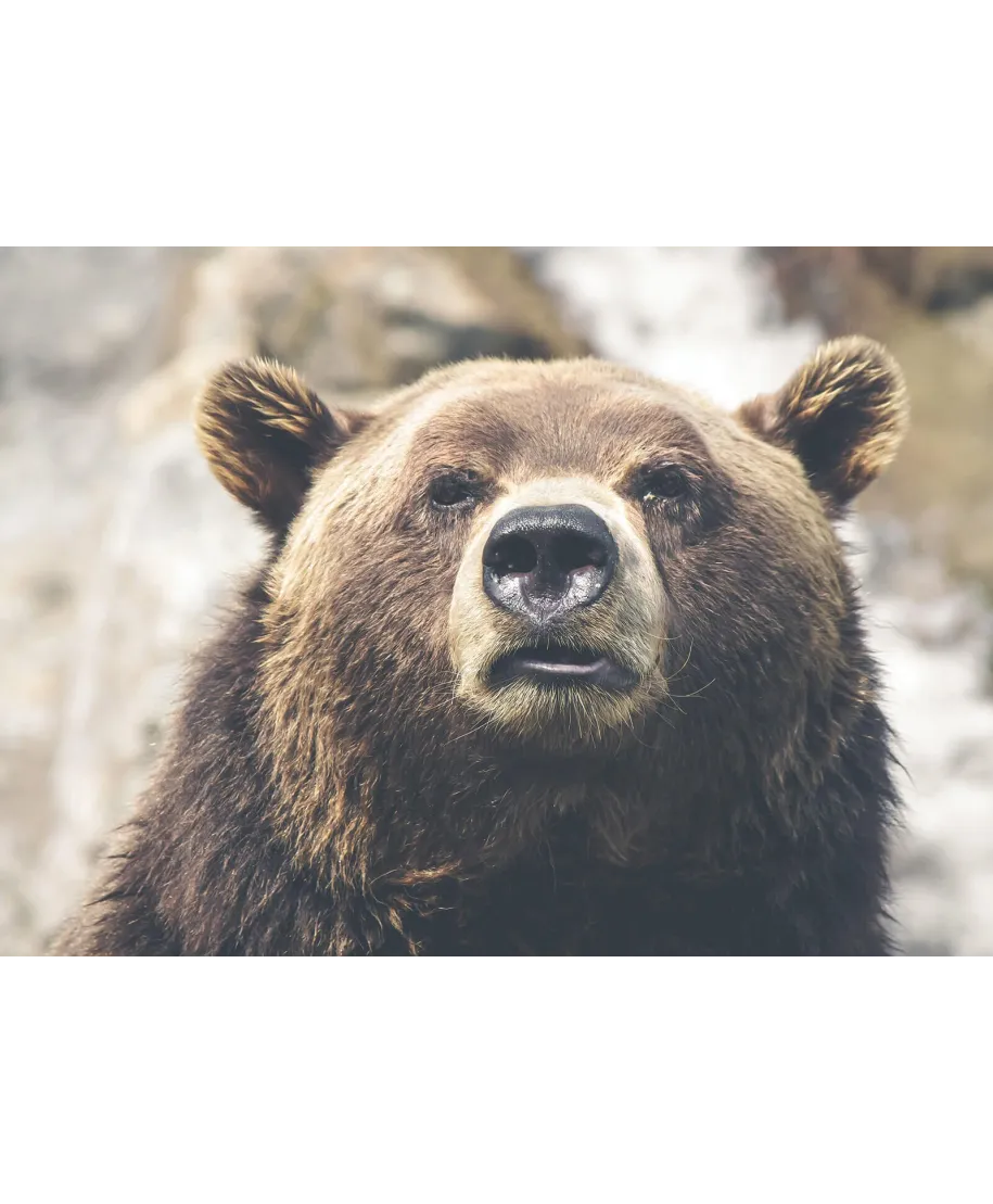 Niedźwiedź - plakat