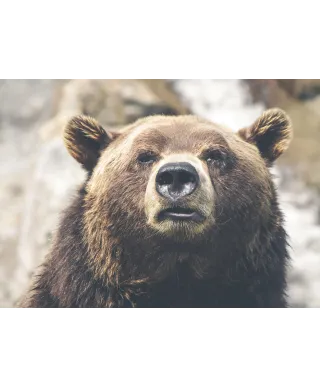 Niedźwiedź - plakat