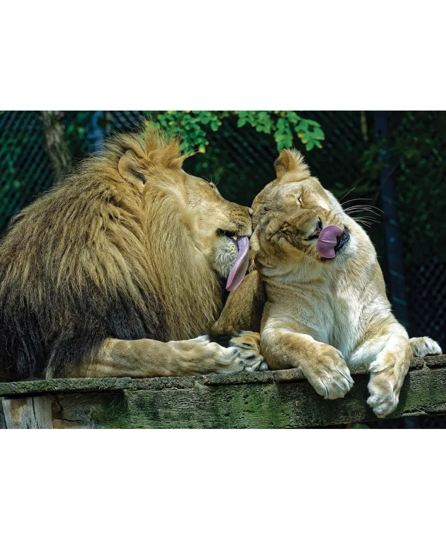 Lwia miłość - plakat