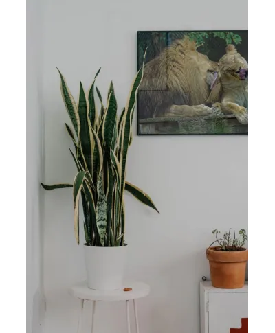 Lwia miłość - plakat