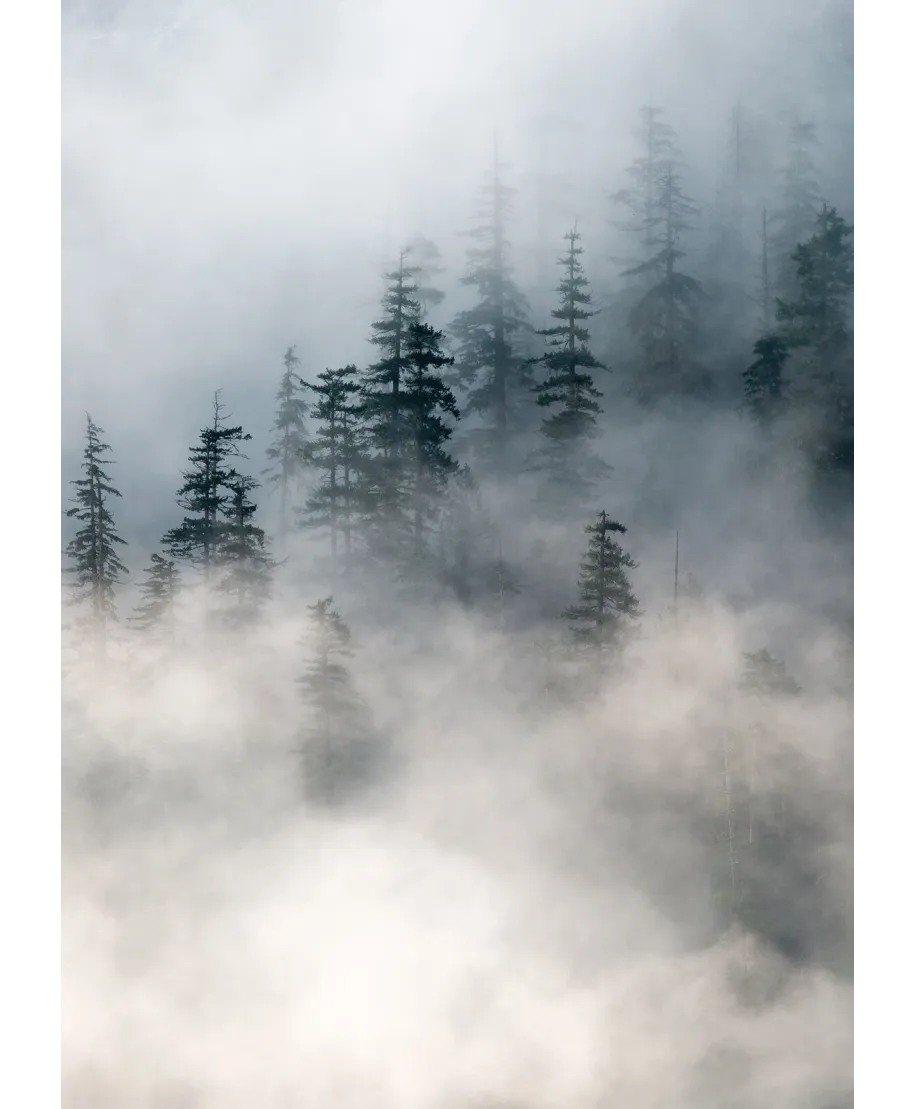 Zamglony las - plakat