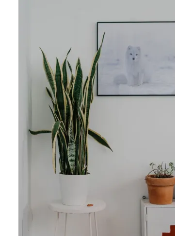 Lis Polarny - plakat