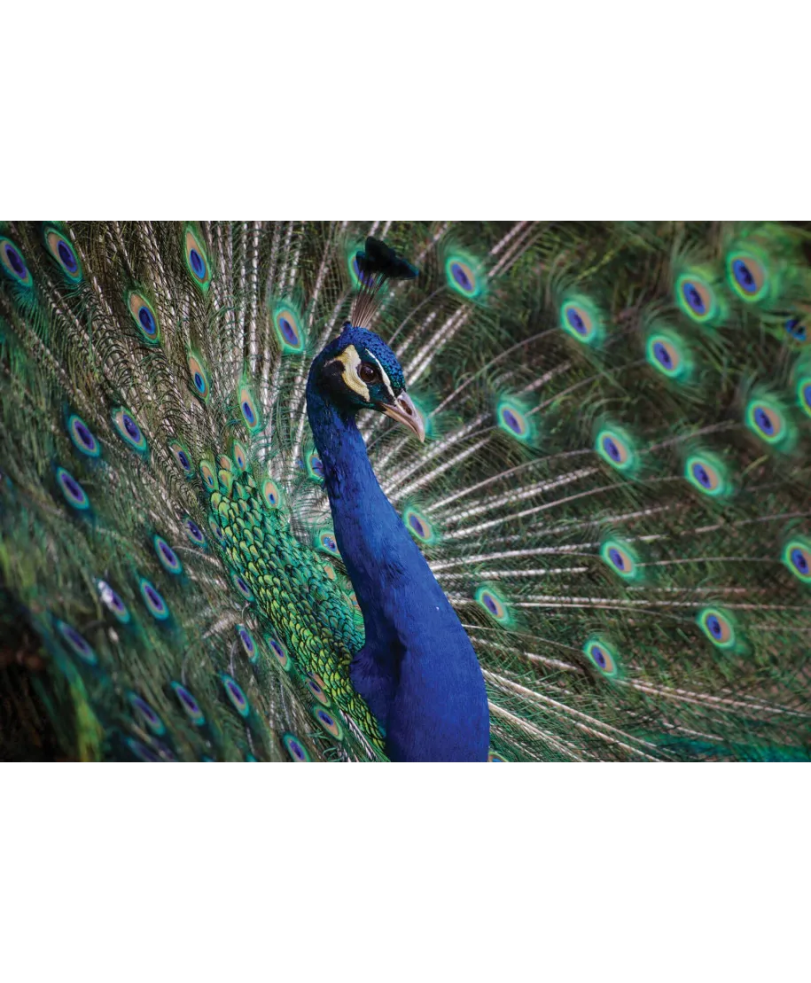 Majestatyczny Paw - plakat