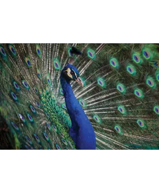 Majestatyczny Paw - plakat