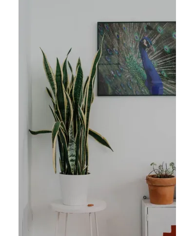 Majestatyczny Paw - plakat