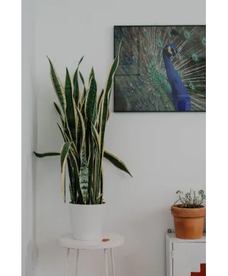 Majestatyczny Paw - plakat