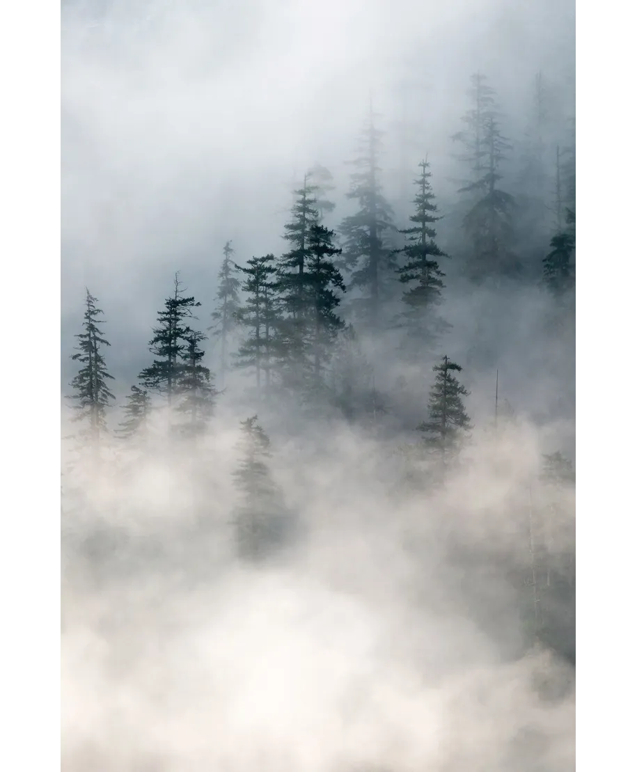 Zamglony las - plakat