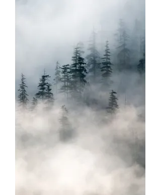 Zamglony las - plakat