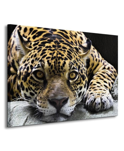 Jaguar - Obraz na płótnie