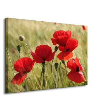 Maki, łąka - Obraz na płótnie