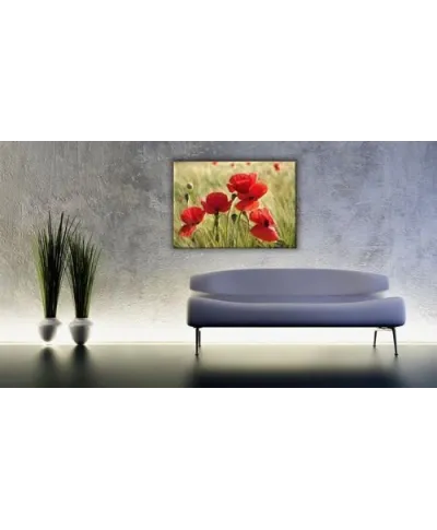 Maki, łąka - Obraz na płótnie