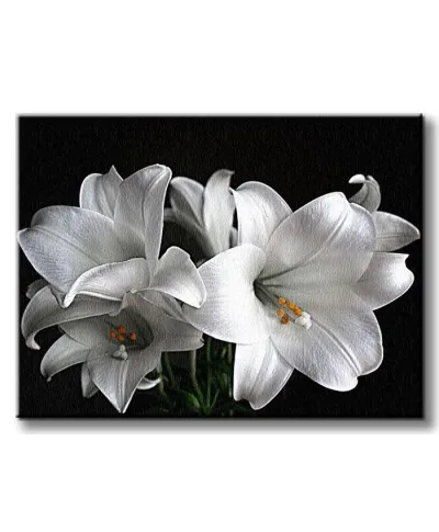 Białe Lilie - Obraz na płótnie