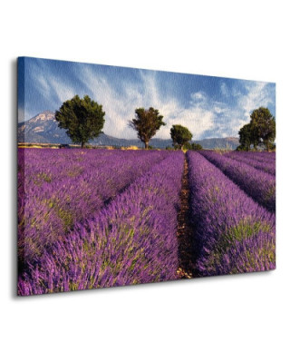 Lavender field in Provence, France - Obraz na płótnie