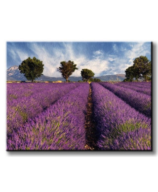 Lavender field in Provence, France - Obraz na płótnie