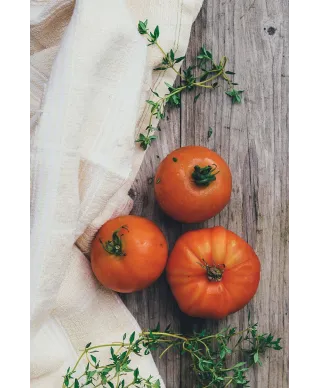 Fresh tomatoes - plakat
