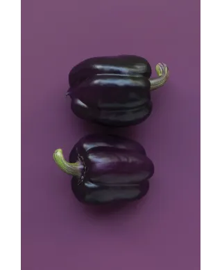 Papryka Oda - plakat