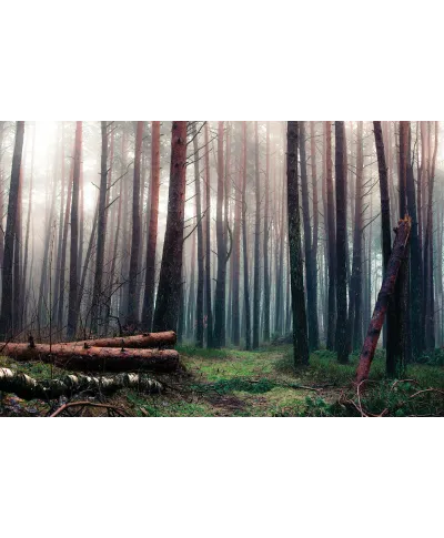 Mglisty las - plakat