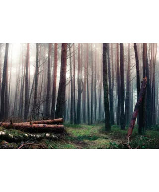 Mglisty las - plakat