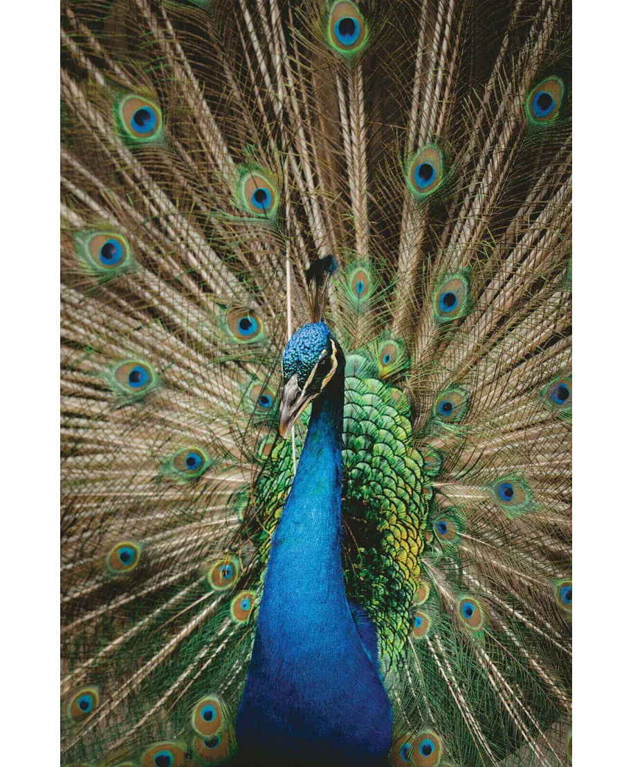 Mr. Peacock - plakat