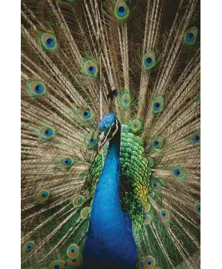 Mr. Peacock - plakat