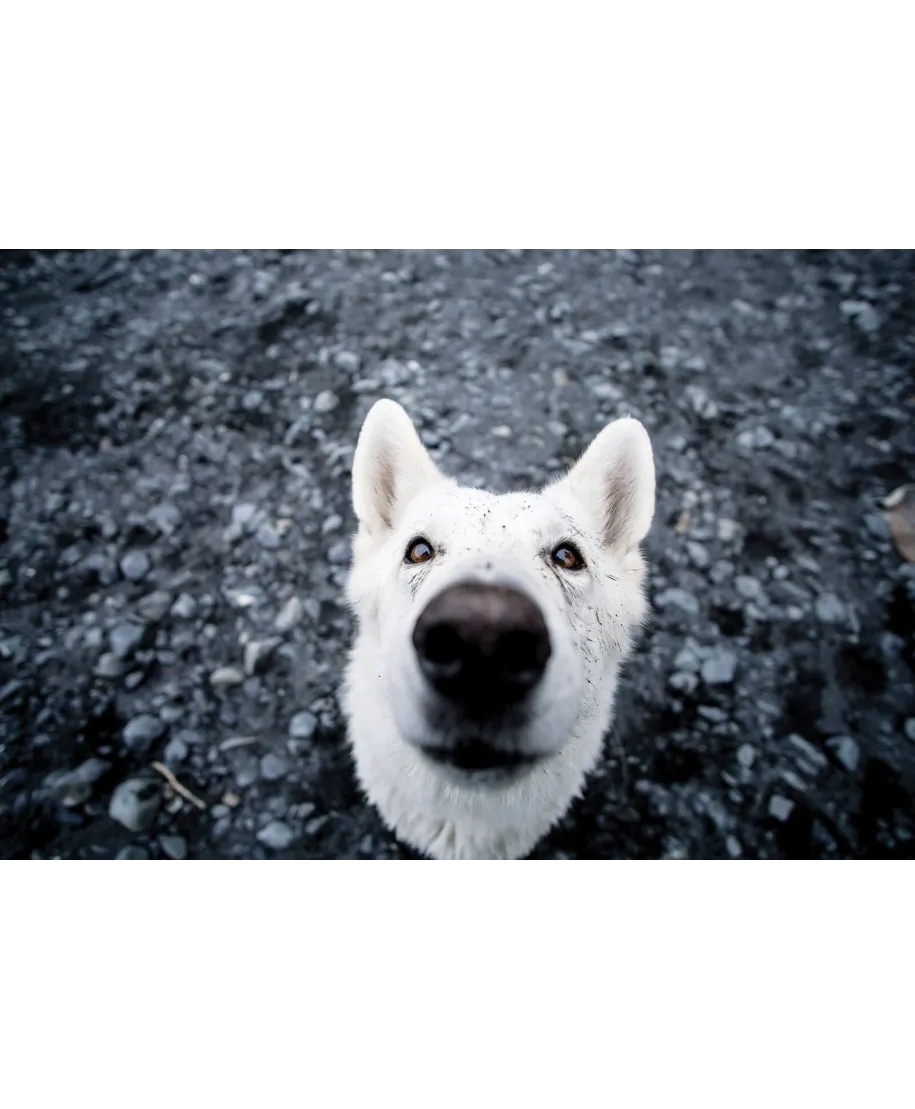 Biały Pies - plakat