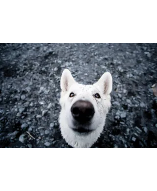 Biały Pies - plakat