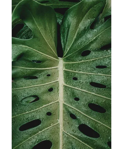 Monstera - plakat