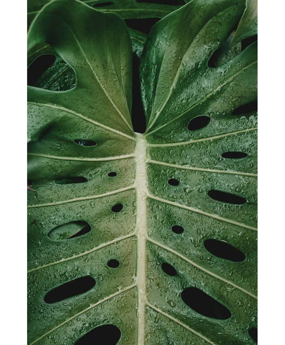 Monstera - plakat