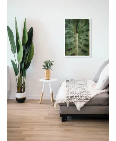 Monstera - plakat