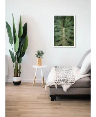 Monstera - plakat