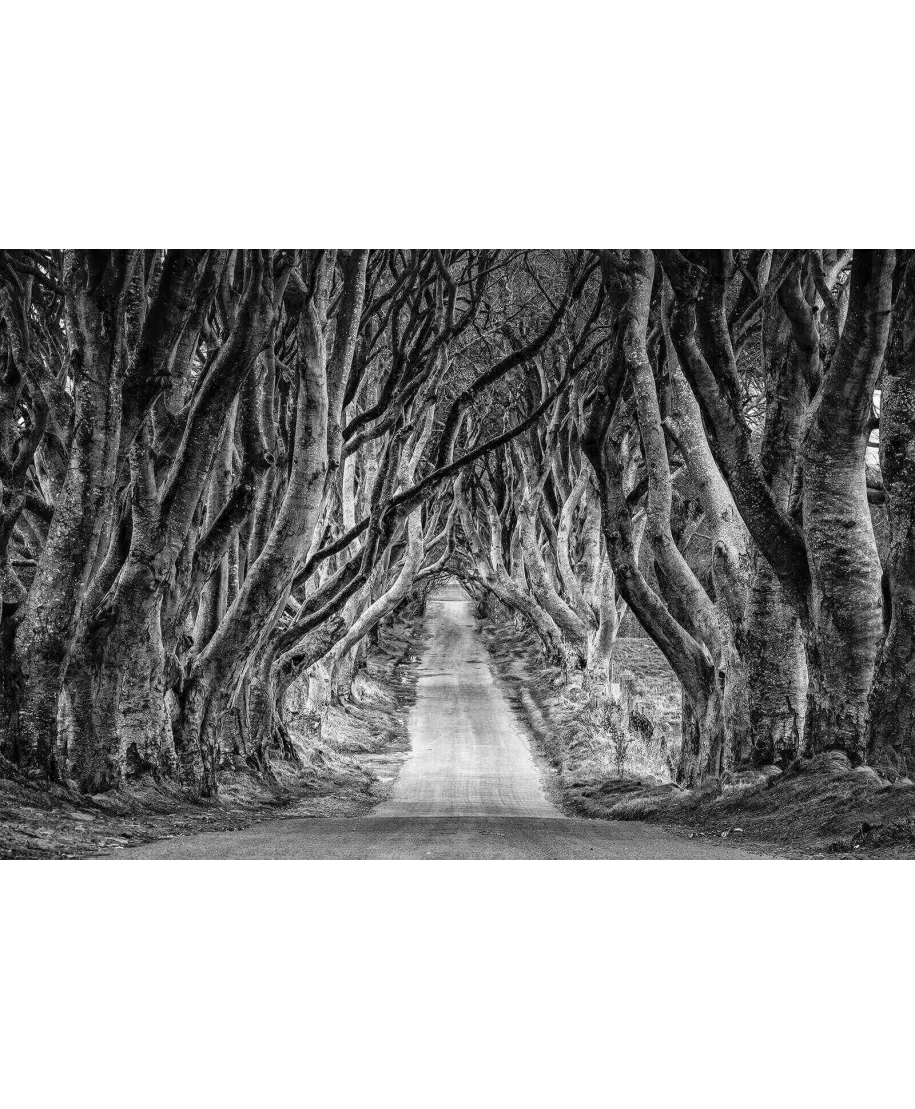 Droga przez las - plakat