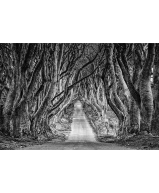 Droga przez las - plakat