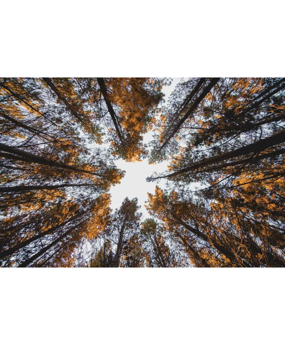 W Koronach Drzew - plakat