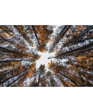 W Koronach Drzew - plakat