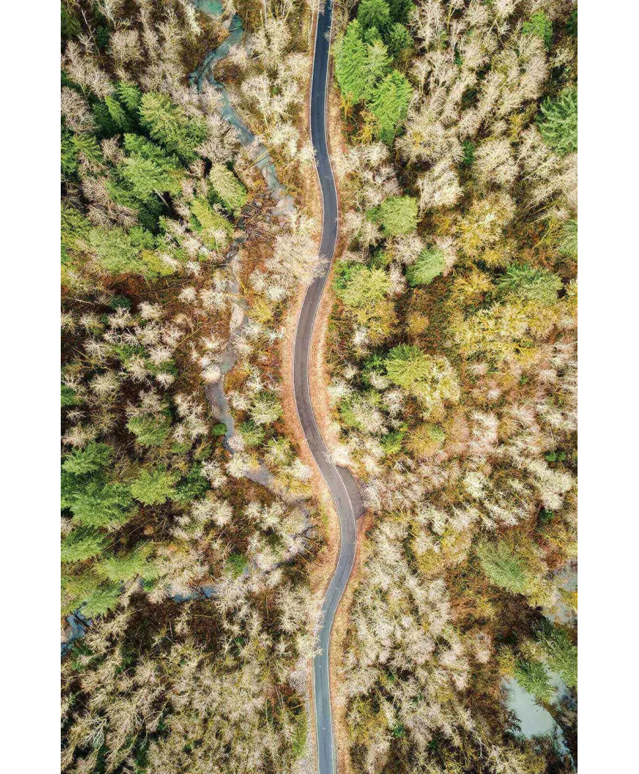 Leśna Droga - plakat