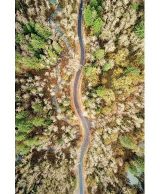 Leśna Droga - plakat