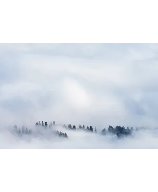 Drzewa we mgle - plakat