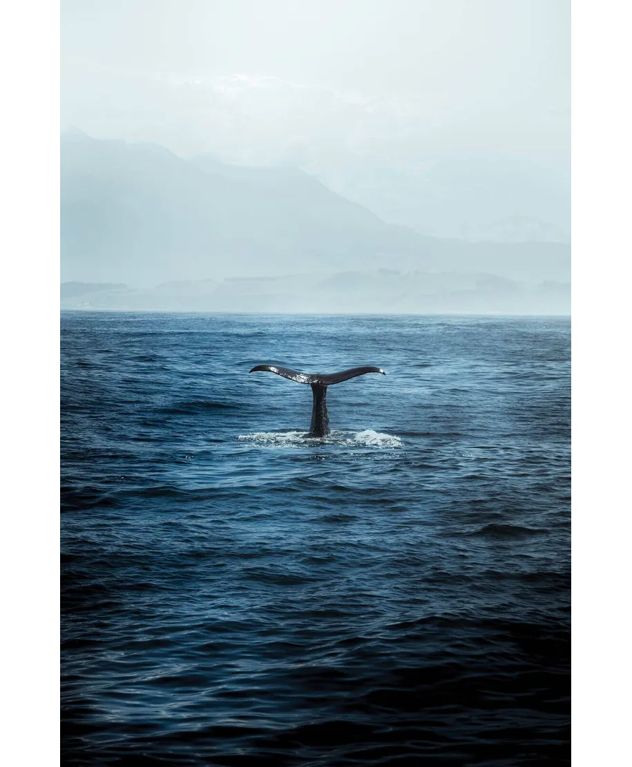 Ogon Wieloryba - plakat