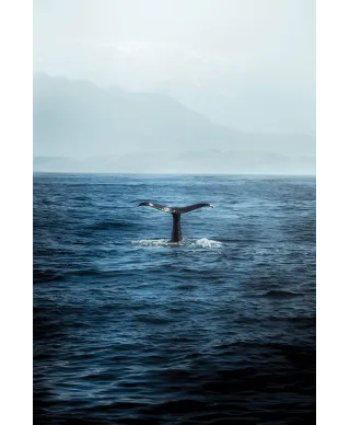 Ogon Wieloryba - plakat