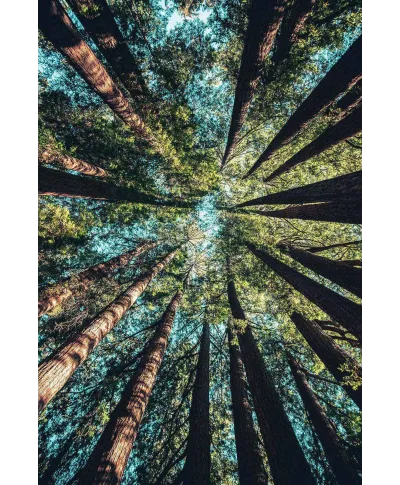 Looking up - plakat