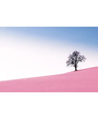 Pink Meadow - plakat