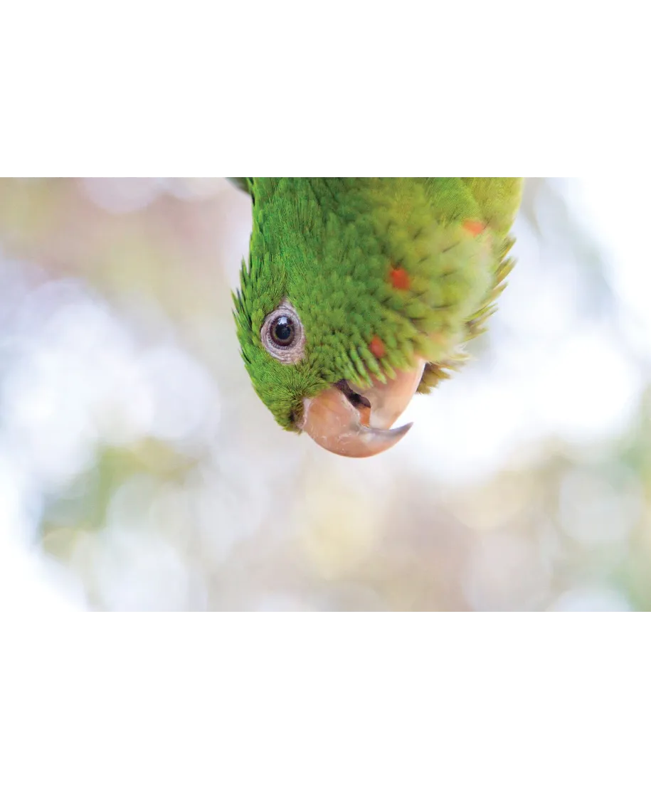 Green Parrot - plakat