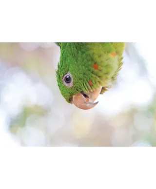 Green Parrot - plakat