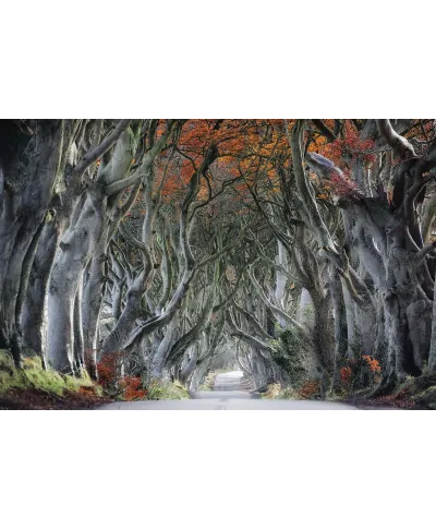 Arms of Trees - plakat