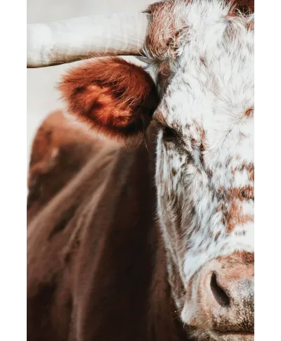 Krowa - plakat