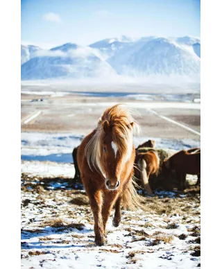 Höfn, Iceland - plakat