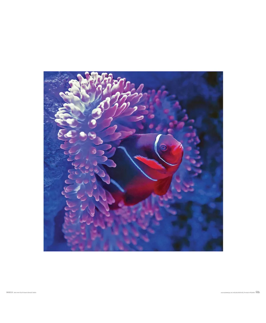 Błazenek - reprodukcja